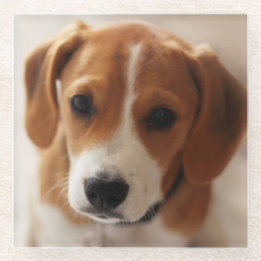 ビーグル犬の子犬2 ガラスコースター (正面)