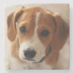 ビーグル犬の子犬2 ストーンコースター