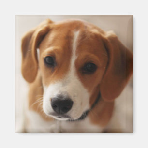 ビーグル犬の子犬2 マグネット