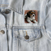 ビーグル犬の小犬の正方形Pin 缶バッジ (インサイチュ)