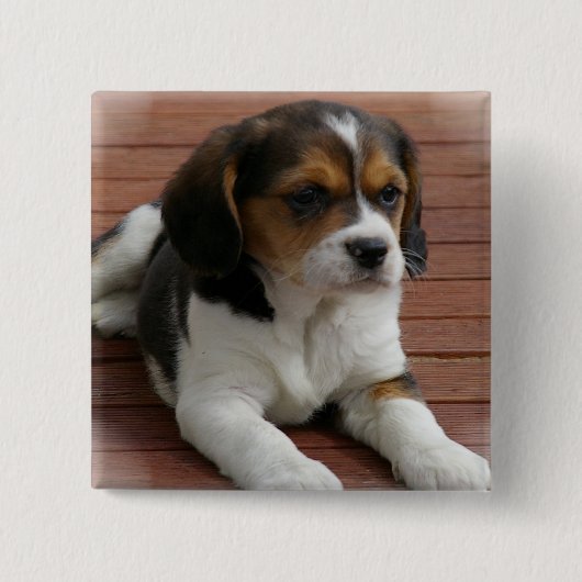 ビーグル犬の小犬の正方形Pin 缶バッジ (正面)