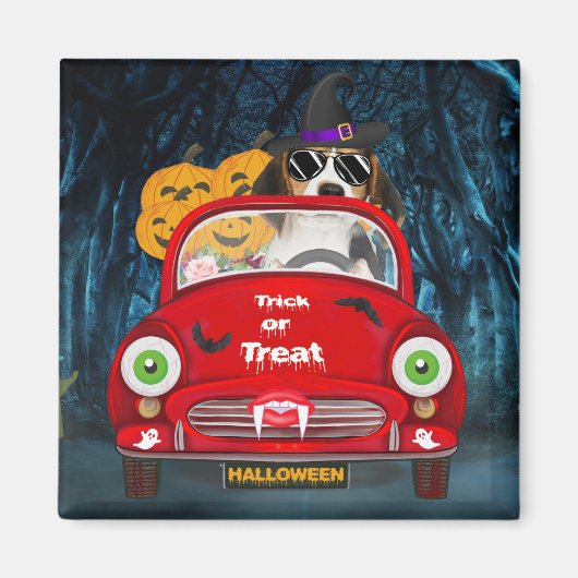 ビーグル犬の車を怖い マグネット (正面)