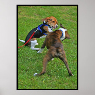ビーグル犬は競争を…ノックアウトします ポスター