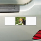 ビーグル犬ペット動物平和愛 バンパーステッカー (車上)