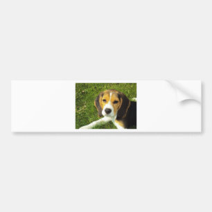 ビーグル犬ペット動物平和愛 バンパーステッカー