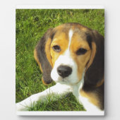 ビーグル犬ペット動物平和愛 フォトプラーク (正面)