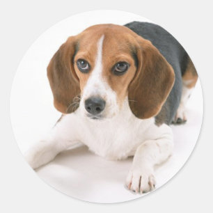 ビーグル犬犬のステッカー ラウンドシール
