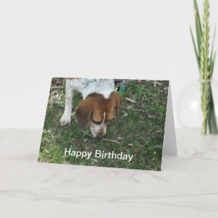 ビーグル誕生日カード カード