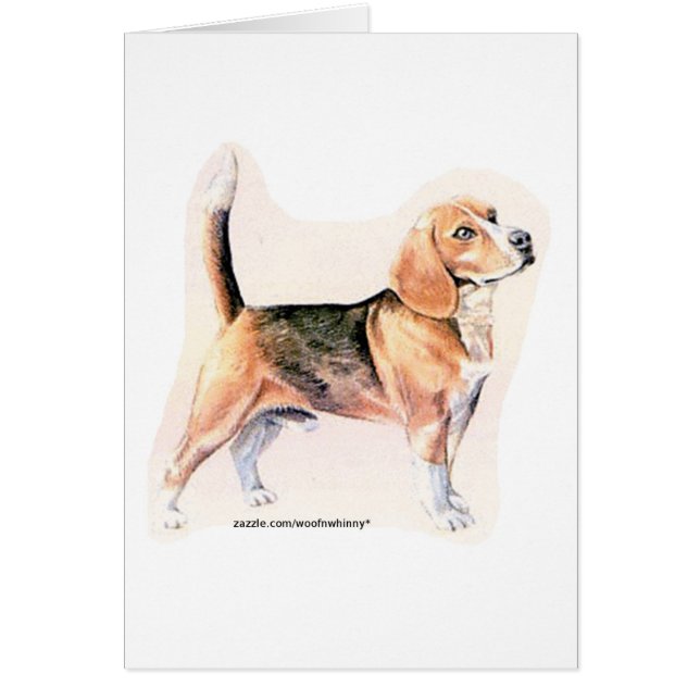 ビーグル (正面)