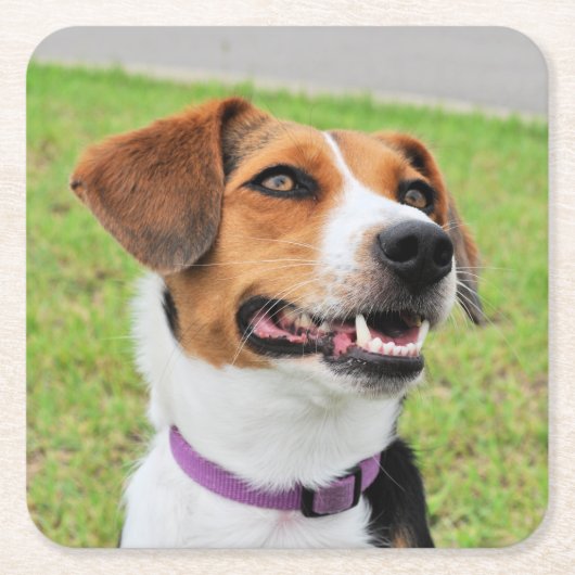 ビーグル スクエアペーパーコースター (正面)