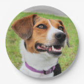 ビーグル ペーパープレート (正面)