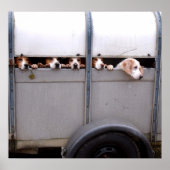 ビーグル ポスター (正面)