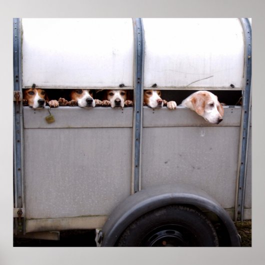 ビーグル ポスター (正面)