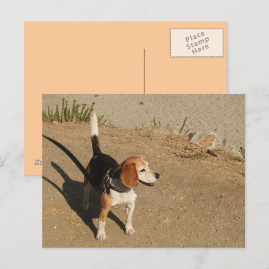 ビーグル ポストカード (正面/裏面)