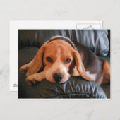 ビーグル ポストカード (正面/裏面)