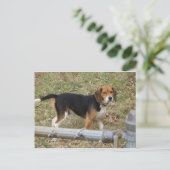 ビーグル ポストカード (スタンド正面)