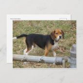ビーグル ポストカード (正面/裏面)