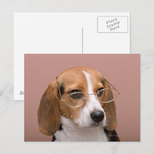 ビーグル ポストカード (正面/裏面)