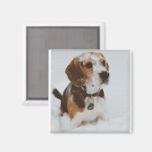 ビーグル マグネット (正面/裏面)