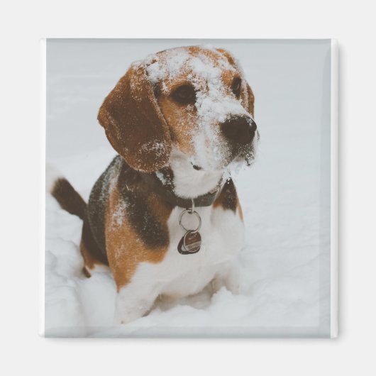 ビーグル マグネット (正面)