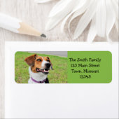 ビーグル ラベル (インサイチュ)