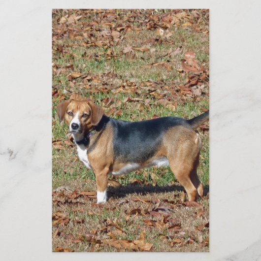 ビーグル 便箋 (正面)