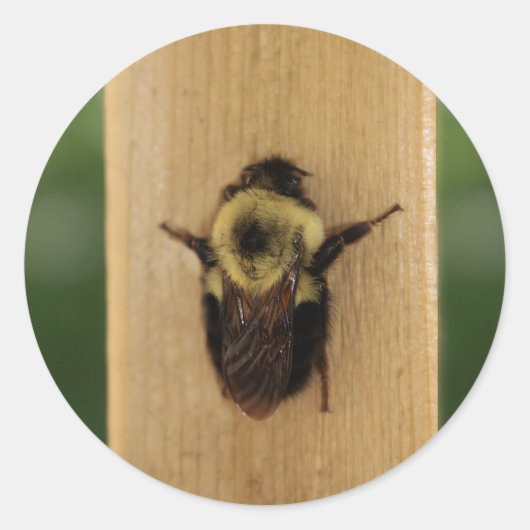 ビージラ ラウンドシール (正面)