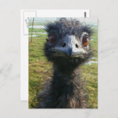 ビーズの瞳EMU ポストカード (正面/裏面)