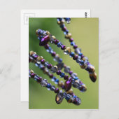 ビーズ-809 ポストカード (正面/裏面)