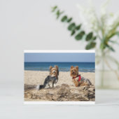 ビーチでのヨークシャーテリアのグループ ポストカード (スタンド正面)
