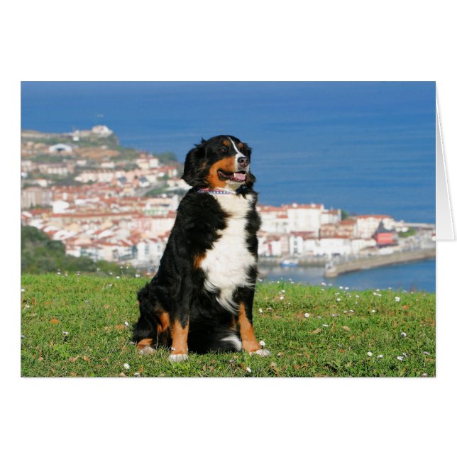 ビーチでポーズをとるベルネーゼの牛犬 (正面横)