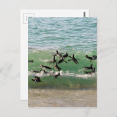 ビーチで泳ぐアフリカペンギン ポストカード (正面/裏面)