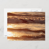 ビーチに沿ってすべっている海カモメ ポストカード (正面/裏面)