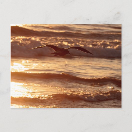 ビーチに沿ってすべっている海カモメ ポストカード (正面)