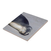 ビーチに眠る若いアザラシ – オーストラリア タイル (側面)