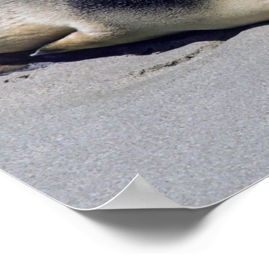 ビーチに眠る若いアザラシ – オーストラリア ポスター (角)