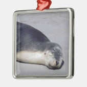 ビーチに眠る若いアザラシ – オーストラリア メタルオーナメント (左)