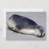 ビーチに眠る若いアザラシ – オーストラリア 招待状 (正面)