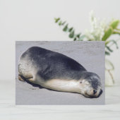 ビーチに眠る若いアザラシ – オーストラリア 招待状 (スタンド正面)