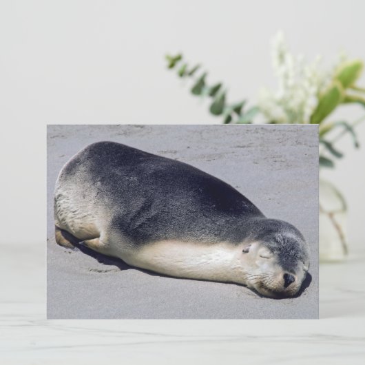 ビーチに眠る若いアザラシ – オーストラリア 招待状 (スタンド正面)