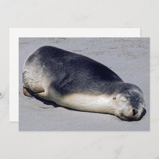 ビーチに眠る若いアザラシ – オーストラリア 招待状 (正面/裏面)