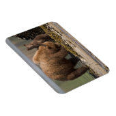 ビーチのハイイログマの親子 マグネット (右側)
