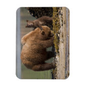 ビーチのハイイログマの親子 マグネット (縦)