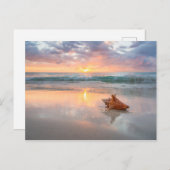 ビーチのハマグリの貝殻 | ジャマイカ ポストカード (正面/裏面)