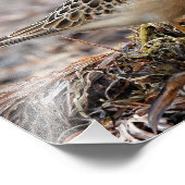 ビーチのバフのブレストのサンドパイパーのプロフィール フォトプリント            (角)