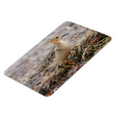 ビーチのバフのブレストのサンドパイパーのプロフィール マグネット (左側)