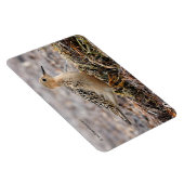 ビーチのバフのブレストのサンドパイパーのプロフィール マグネット (右側)