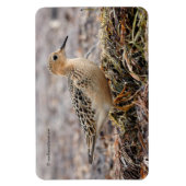 ビーチのバフのブレストのサンドパイパーのプロフィール マグネット (縦)