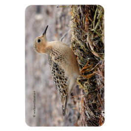 ビーチのバフのブレストのサンドパイパーのプロフィール マグネット