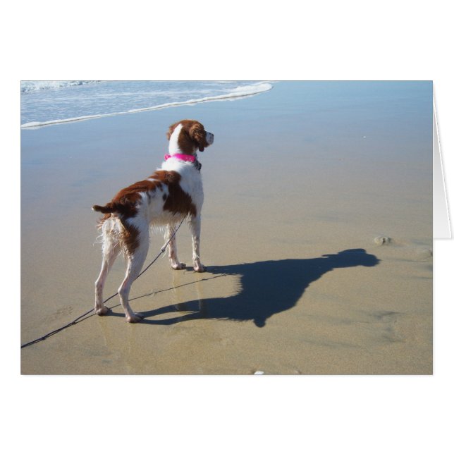 ビーチのブリッタニー (正面横)